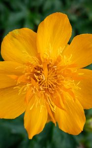 Preview wallpaper globeflower, flower, petals, orange, macro