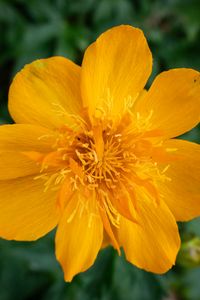 Preview wallpaper globeflower, flower, petals, orange, macro