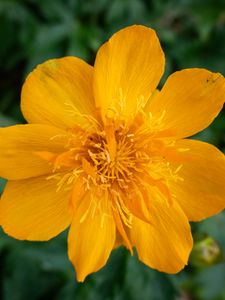 Preview wallpaper globeflower, flower, petals, orange, macro