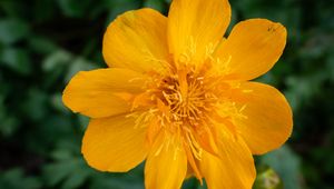 Preview wallpaper globeflower, flower, petals, orange, macro