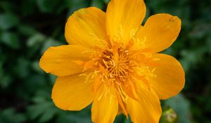 Preview wallpaper globeflower, flower, petals, orange, macro