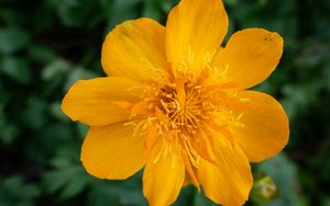 Preview wallpaper globeflower, flower, petals, orange, macro