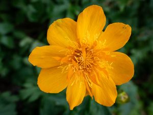 Preview wallpaper globeflower, flower, petals, orange, macro