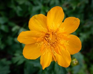 Preview wallpaper globeflower, flower, petals, orange, macro