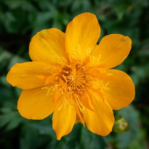 Preview wallpaper globeflower, flower, petals, orange, macro