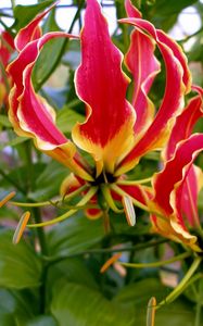 Preview wallpaper gloriosa, flower, licentious, stamens, close-up