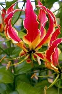 Preview wallpaper gloriosa, flower, licentious, stamens, close-up