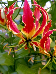 Preview wallpaper gloriosa, flower, licentious, stamens, close-up