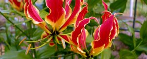 Preview wallpaper gloriosa, flower, licentious, stamens, close-up