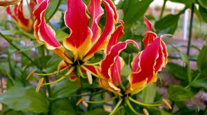 Preview wallpaper gloriosa, flower, licentious, stamens, close-up