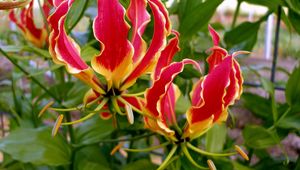 Preview wallpaper gloriosa, flower, licentious, stamens, close-up