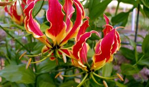 Preview wallpaper gloriosa, flower, licentious, stamens, close-up