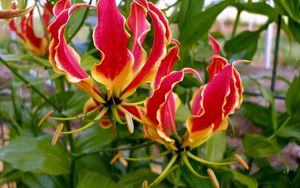 Preview wallpaper gloriosa, flower, licentious, stamens, close-up