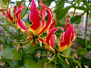 Preview wallpaper gloriosa, flower, licentious, stamens, close-up