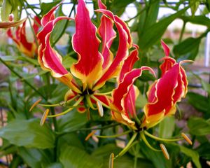 Preview wallpaper gloriosa, flower, licentious, stamens, close-up