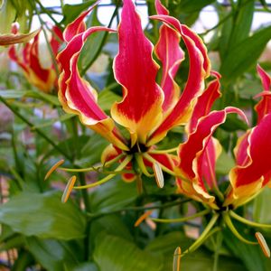 Preview wallpaper gloriosa, flower, licentious, stamens, close-up