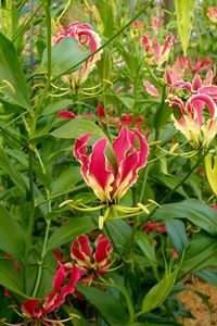 Preview wallpaper gloriosa, flowers, garden, green