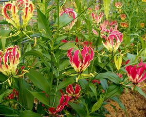 Preview wallpaper gloriosa, flowers, garden, green