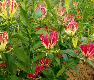 Preview wallpaper gloriosa, flowers, garden, green