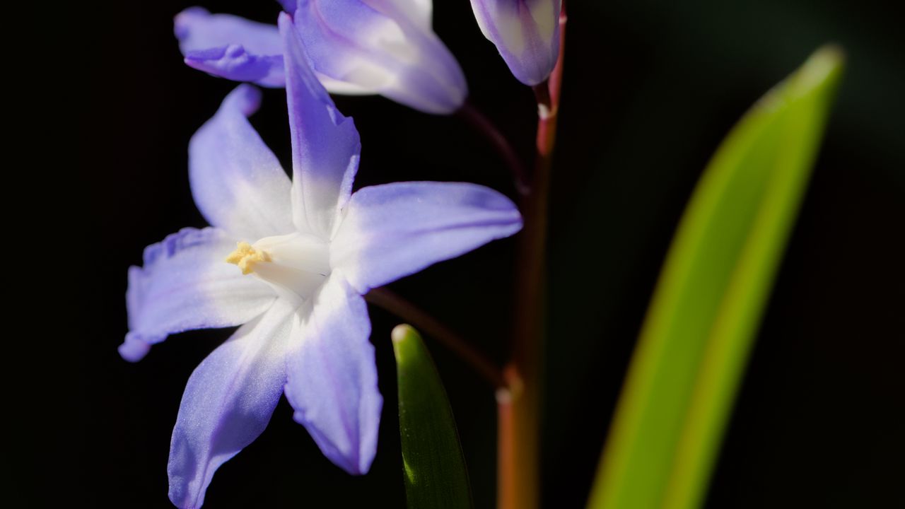 Wallpaper glory-of-the-snow, flowers, petals, blue, plant