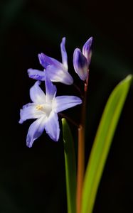 Preview wallpaper glory-of-the-snow, flowers, petals, blue, plant