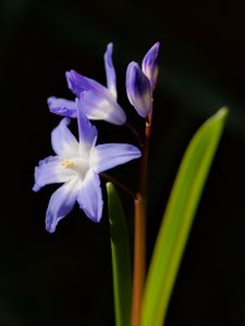 Preview wallpaper glory-of-the-snow, flowers, petals, blue, plant