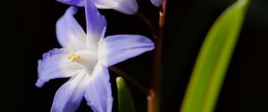 Preview wallpaper glory-of-the-snow, flowers, petals, blue, plant