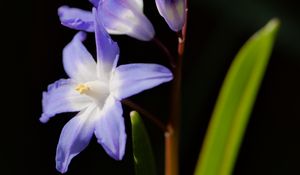 Preview wallpaper glory-of-the-snow, flowers, petals, blue, plant