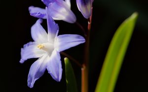 Preview wallpaper glory-of-the-snow, flowers, petals, blue, plant