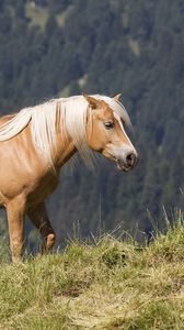 Preview wallpaper glossy mane, horse, mountains, grass