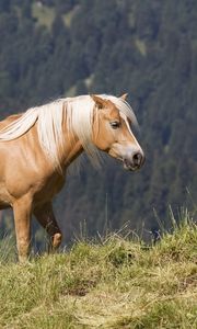 Preview wallpaper glossy mane, horse, mountains, grass