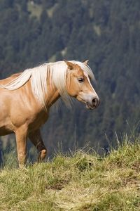 Preview wallpaper glossy mane, horse, mountains, grass