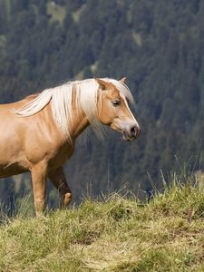 Preview wallpaper glossy mane, horse, mountains, grass