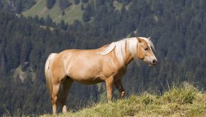 Preview wallpaper glossy mane, horse, mountains, grass