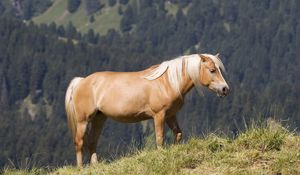 Preview wallpaper glossy mane, horse, mountains, grass