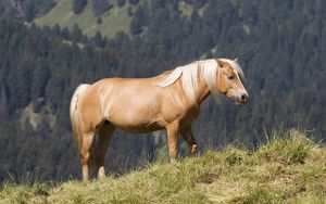 Preview wallpaper glossy mane, horse, mountains, grass