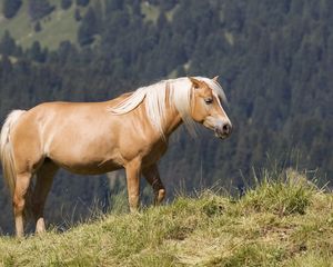 Preview wallpaper glossy mane, horse, mountains, grass