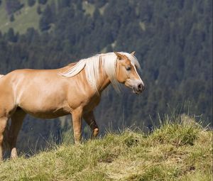 Preview wallpaper glossy mane, horse, mountains, grass