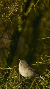 Preview wallpaper gnatcatcher, bird, branches