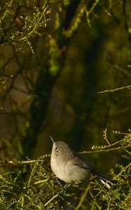 Preview wallpaper gnatcatcher, bird, branches