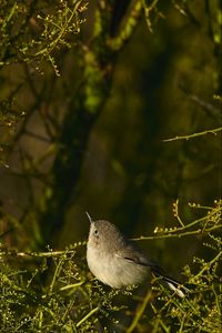 Preview wallpaper gnatcatcher, bird, branches