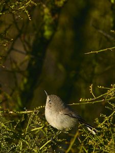 Preview wallpaper gnatcatcher, bird, branches