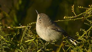 Preview wallpaper gnatcatcher, bird, branches