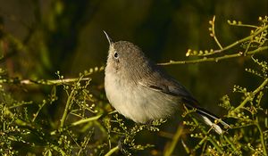 Preview wallpaper gnatcatcher, bird, branches