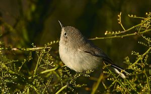 Preview wallpaper gnatcatcher, bird, branches