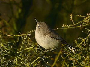 Preview wallpaper gnatcatcher, bird, branches