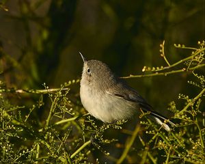 Preview wallpaper gnatcatcher, bird, branches