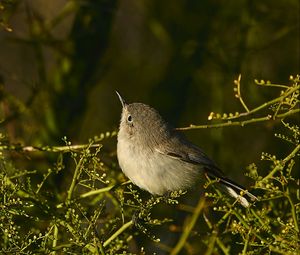 Preview wallpaper gnatcatcher, bird, branches