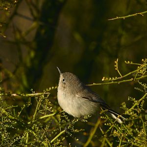 Preview wallpaper gnatcatcher, bird, branches