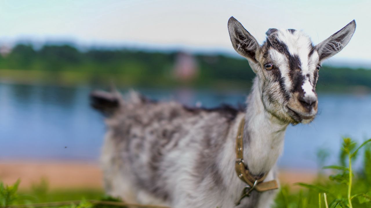 Wallpaper goat, animal, cute, eyes, grass